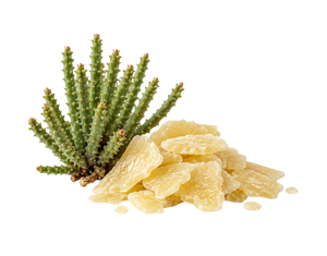CANDELILLA WAX